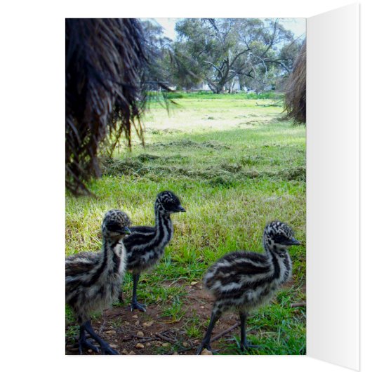 Fuzzy Baby Emu Chicks, carte d'anniversaire (Intérieur (Gauche))