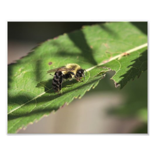Fuzzy Bumble Bee op groot groen blad Foto Afdruk (Voorkant)
