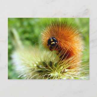 Fuzzy Caterpijler Briefkaart