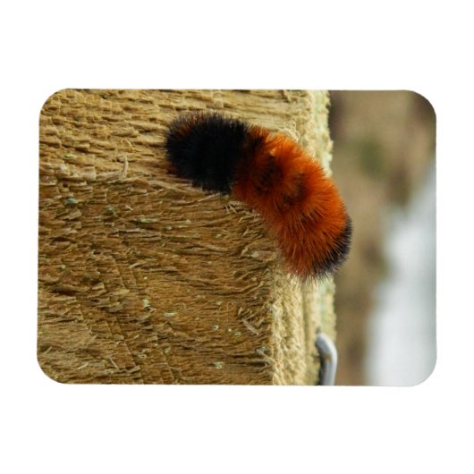 Fuzzy Caterpijler Magneet (Horizontaal)