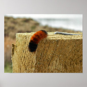 Fuzzy Caterpillar Poster