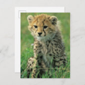 Fuzzy Cheetah Cub Briefkaart (Voorkant / Achterkant)