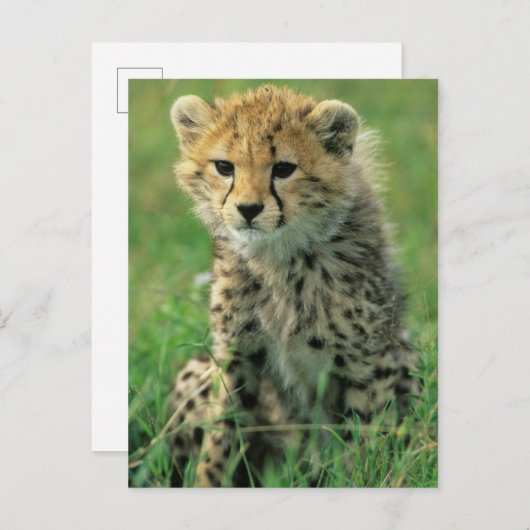 Fuzzy Cheetah Cub Briefkaart (Voorkant / Achterkant)