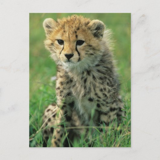 Fuzzy Cheetah Cub Briefkaart (Voorkant)