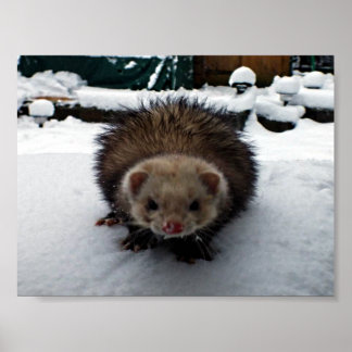 Fuzzy de Grote Poster