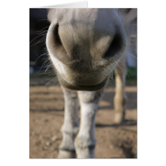 Fuzzy Donkey Blank card