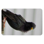 fuzzy headed bird magneet (Horizontaal)