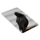 fuzzy headed bird magneet (Rechterzijde)