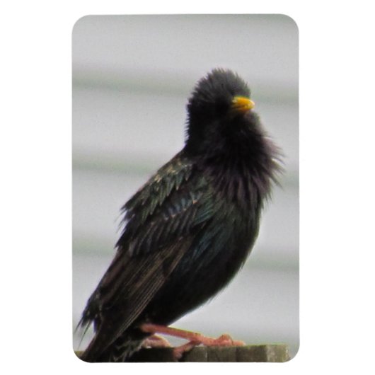 fuzzy headed bird magneet (Verticaal)