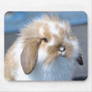 Fuzzy Holland Mini Dwarf Lop Bunny Rabbit Muismat