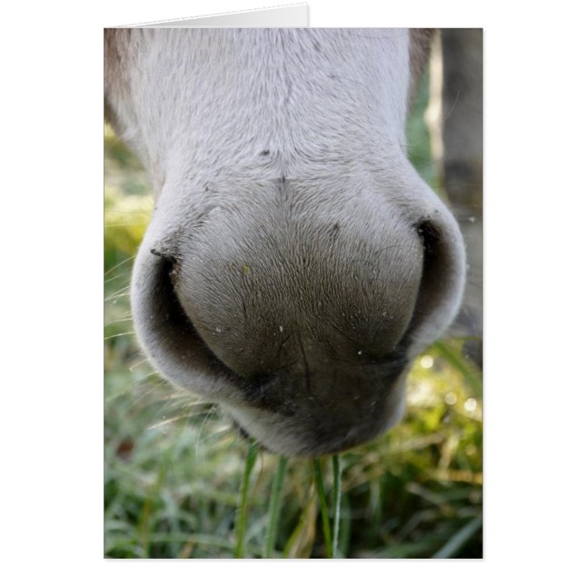 Fuzzy Nose Card (Voorkant)