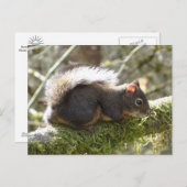 Fuzzy on Tree Limb Postcard Briefkaart (Voorkant / Achterkant)