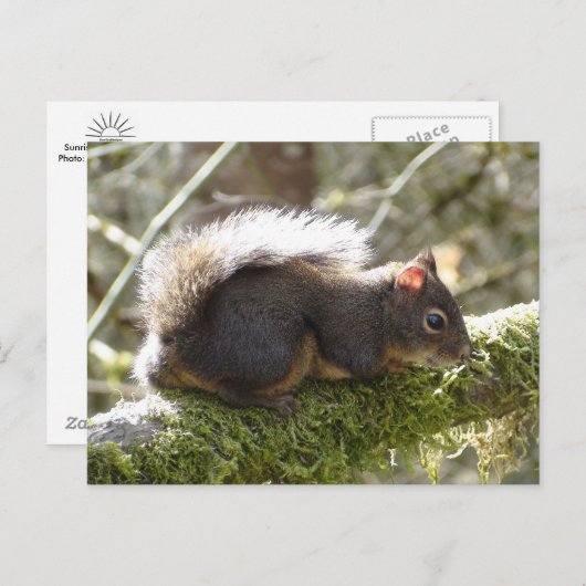 Fuzzy on Tree Limb Postcard Briefkaart (Voorkant / Achterkant)