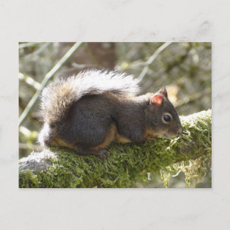 Fuzzy on Tree Limb Postcard Briefkaart