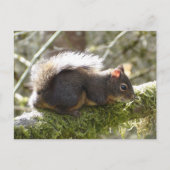 Fuzzy on Tree Limb Postcard Briefkaart (Voorkant)