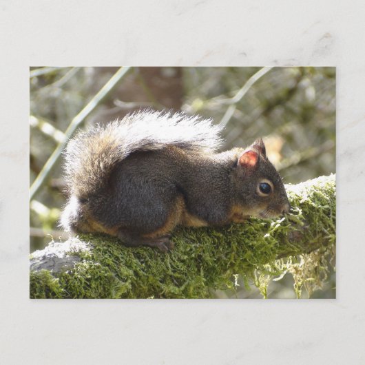 Fuzzy on Tree Limb Postcard Briefkaart (Voorkant)