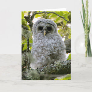 Fuzzy Owlet Barred Owl Bedankt