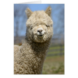 Fuzzy White Alpaca Face