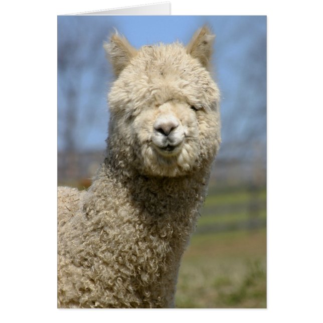 Fuzzy White Alpaca Face (Voorkant)