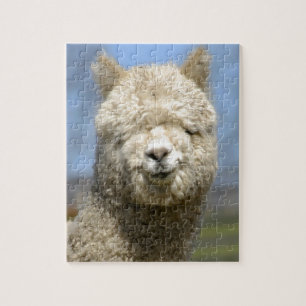 Fuzzy White Alpaca Face Legpuzzel