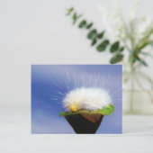 Fuzzy White Caterpijler Briefkaart (Staand voorkant)