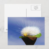 Fuzzy White Caterpijler Briefkaart (Voorkant / Achterkant)