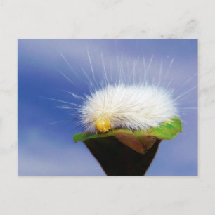 Fuzzy White Caterpijler Briefkaart