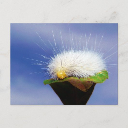 Fuzzy White Caterpijler Briefkaart (Voorkant)
