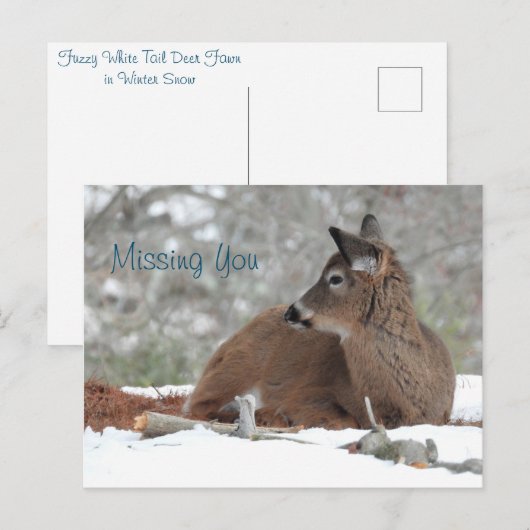Fuzzy White Tailed Deer Fawn /Missing you Briefkaart (Voorkant / Achterkant)