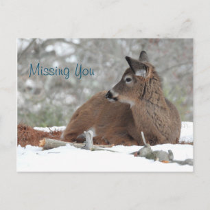 Fuzzy White Tailed Deer Fawn /Missing you Briefkaart