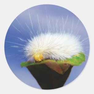 Fuzzy Witte Rups Ronde Sticker