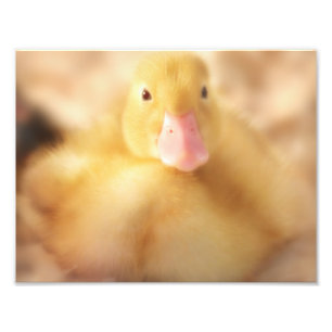 Fuzzy Yellow Duck Easter Baby Ducking Foto Afdruk
