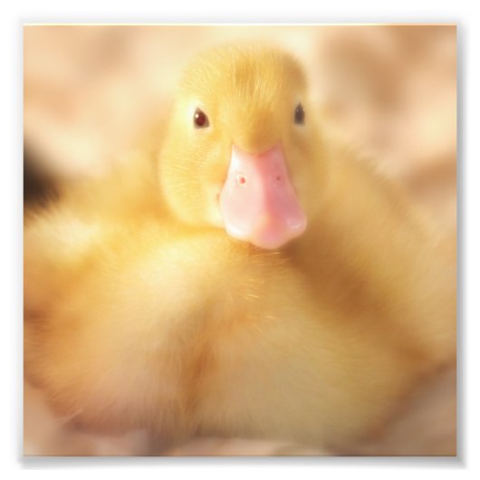 Fuzzy Yellow Duck Easter Baby Ducking Foto Afdruk (Voorkant)