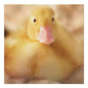 Fuzzy Yellow Duck Easter Baby Ducking Perfect Poster