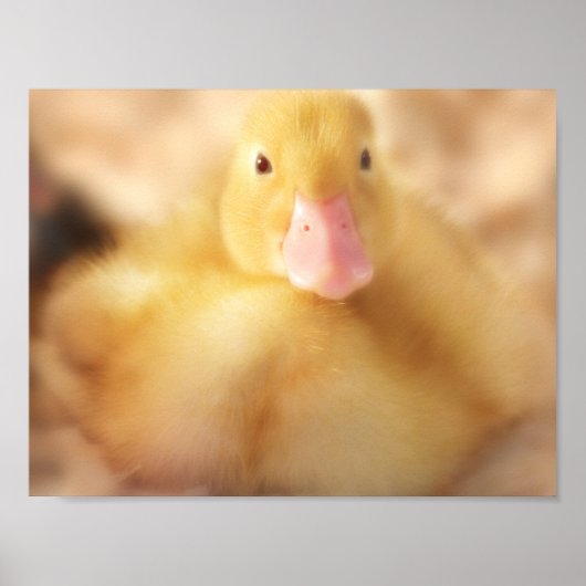 Fuzzy Yellow Duck Easter Baby Ducking Poster (Voorkant)