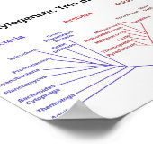 Fylogenetische boom poster (Hoek)