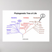 Fylogenetische boom van het leven dat je hier bent poster (Voorkant)