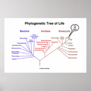 Fylogenetische boom van het leven dat je hier bent poster