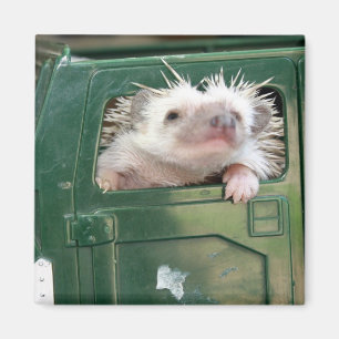 G.I. Egel Magneet