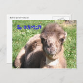 Ga Camels! Briefkaart (Voorkant / Achterkant)