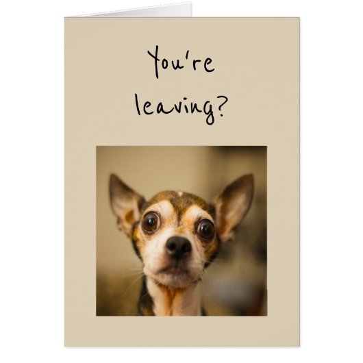 Ga je weg? Noooo! Leuke Chihuahua Hond (Voorkant)