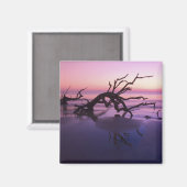 GA Jekyll Island, Boom begraafplaats op strand op Magneet (Voorkant / Achterkant)