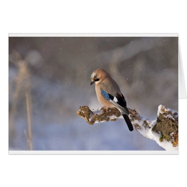 Gaai in de Winter (Voorkant Horizontaal)
