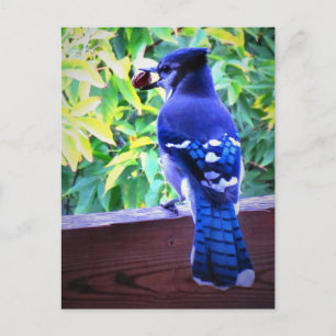 Gaai met pinda mooie blauwe veren briefkaart