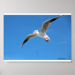 Gabbiano in vlucht in de blauwe lucht - na foto poster