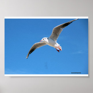 Gabbiano in vlucht in de blauwe lucht - na foto poster