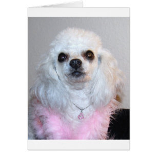 Gabby witte poodle, fancy in roze