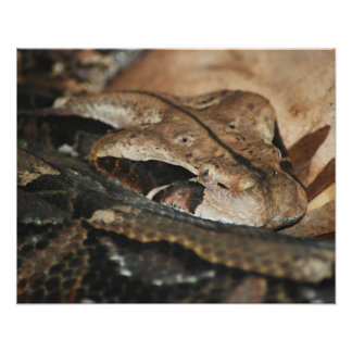 Gaboon Viper Closeup Foto Afdruk