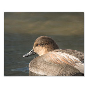 Gadwall Dabbling Duck Fotografie Foto Afdruk