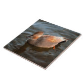 Gadwall Duck Drake op het meer Tegeltje (Zijkant)